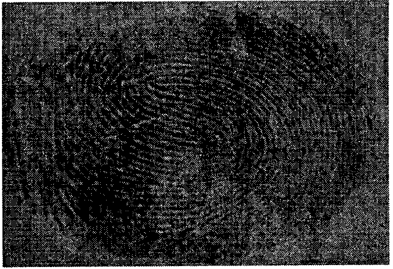 Method for latent fingerprint manifestation by magnetic fluorescent silicon dioxide