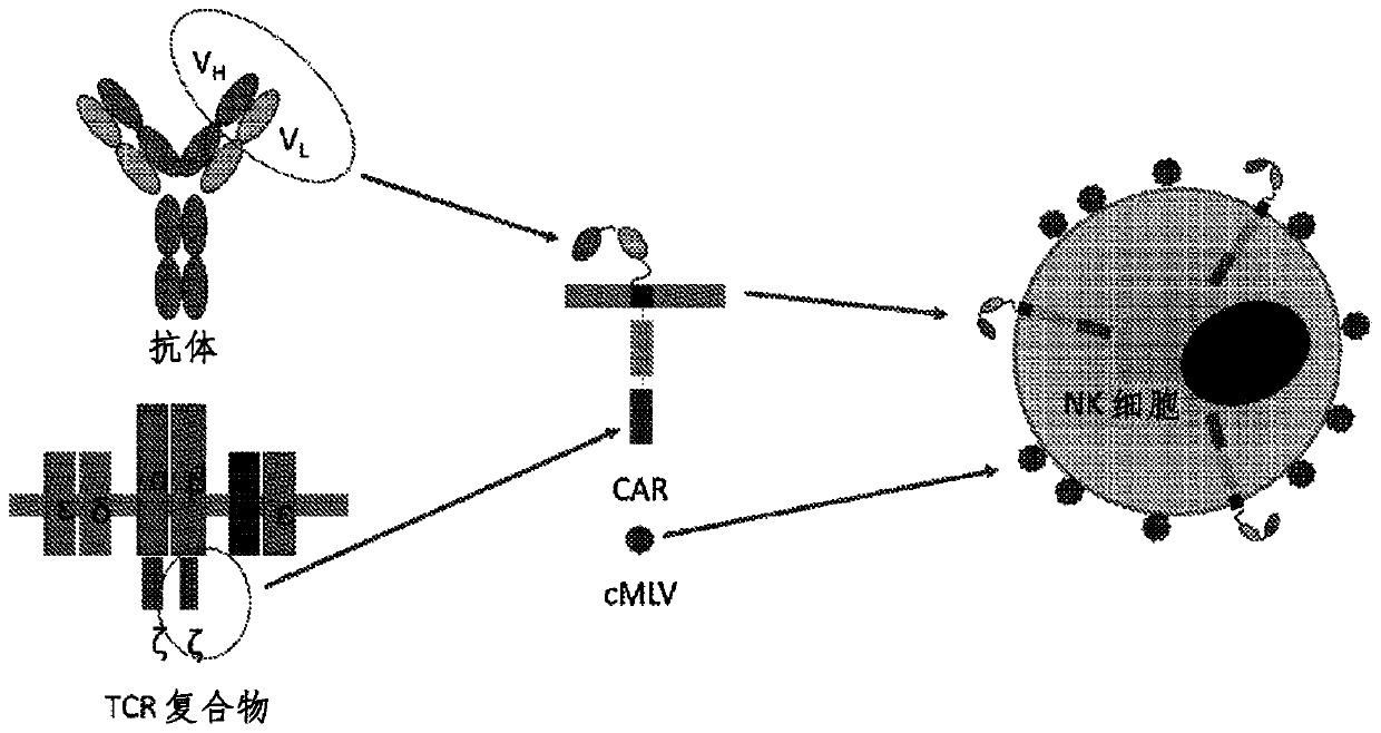 Combination cancer therapy using chimeric antigen receptor engineered natural killer cells as chemotherapeutic drug carriers