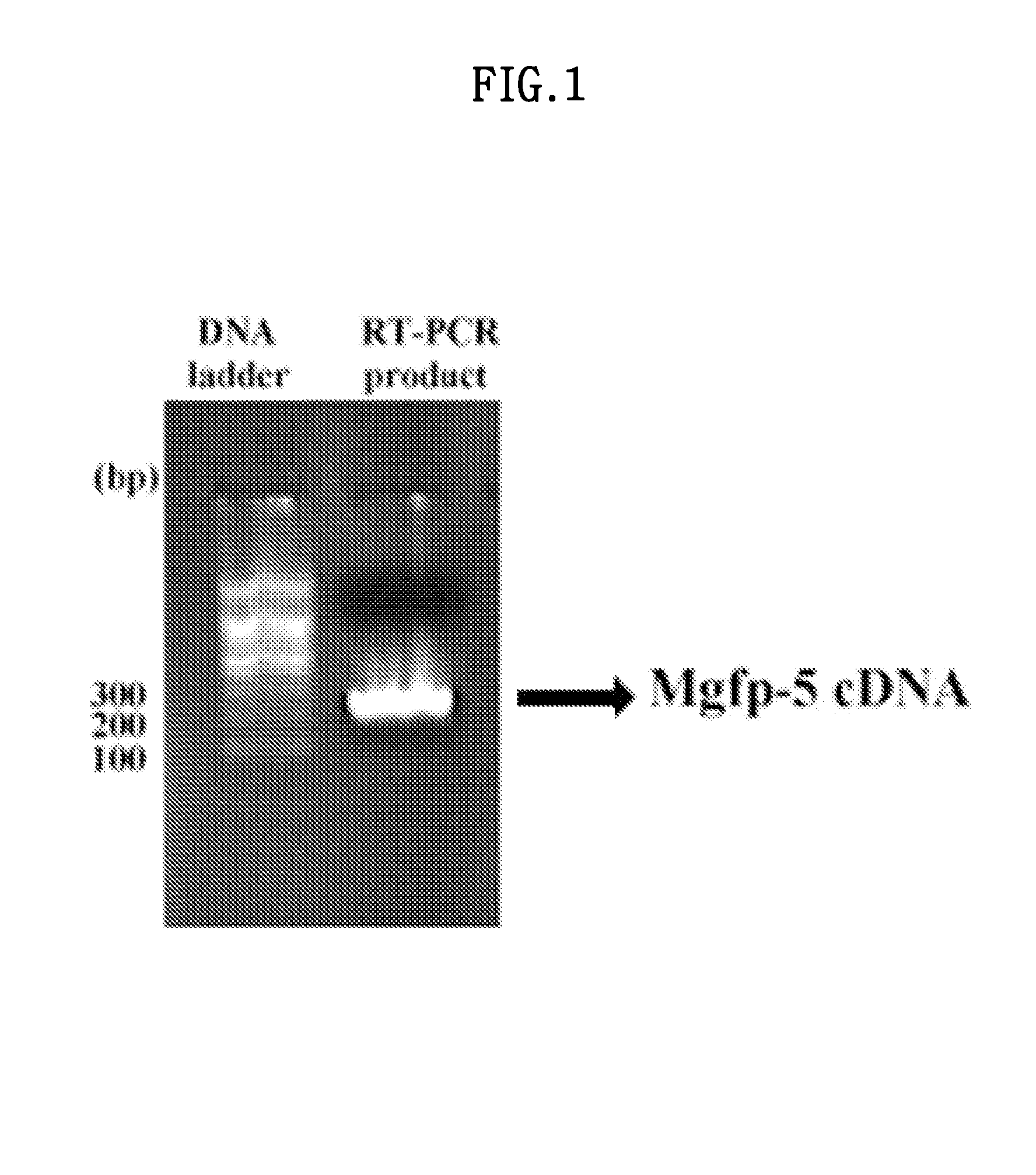 Mussel bioadhesive