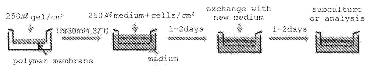 Three-dimensional cell culture system and cell culture method using same