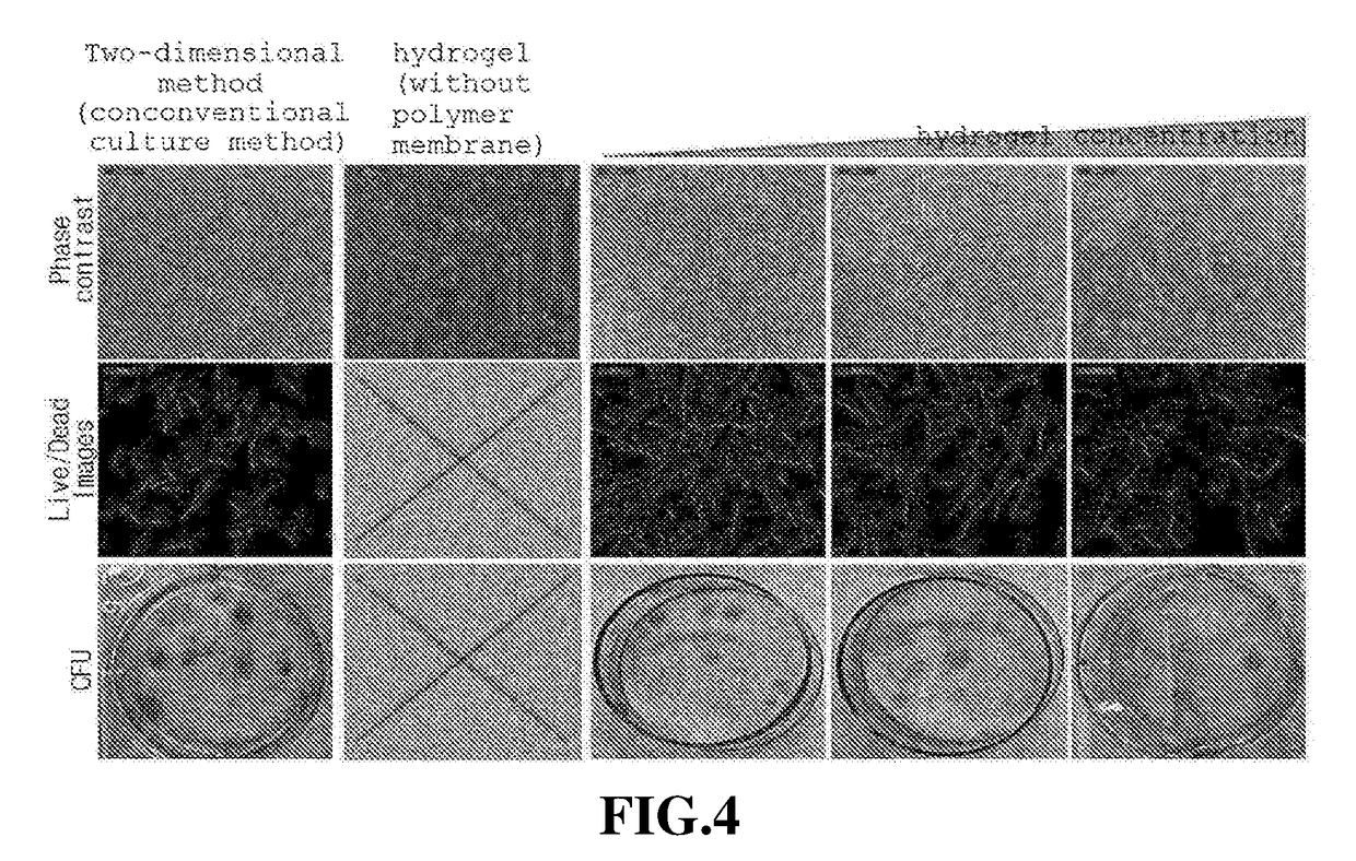 Three-dimensional cell culture system and cell culture method using same