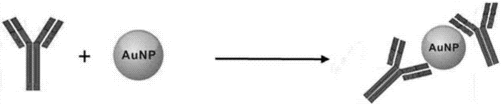 Preparation method of recombinant protein A mediated immune targeting nano-gold