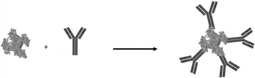 Preparation method of recombinant protein A mediated immune targeting nano-gold