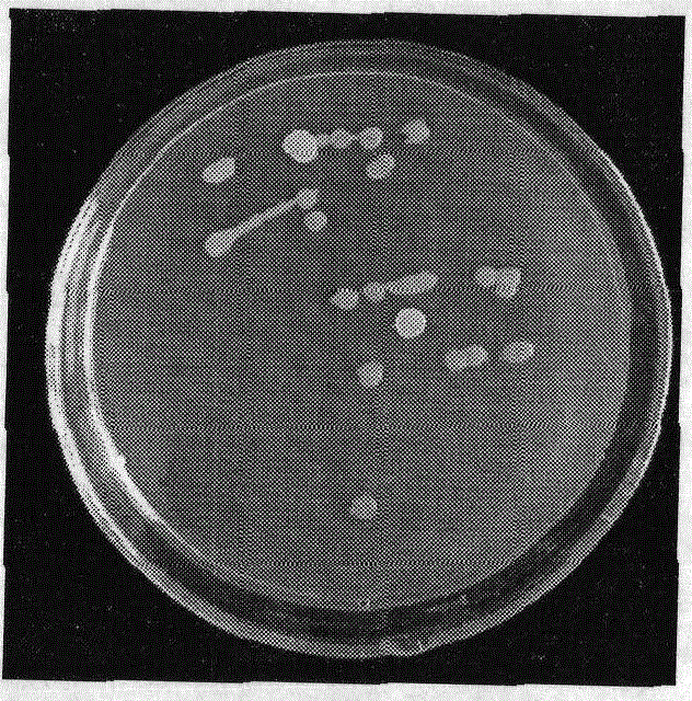 Walnut endophyte and use thereof