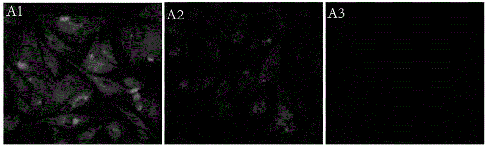 Small interfering ribonucleic acid (siRNA) capable of interfering alpaca melanin cell CDK5 gene expression, expression plasmid and application thereof