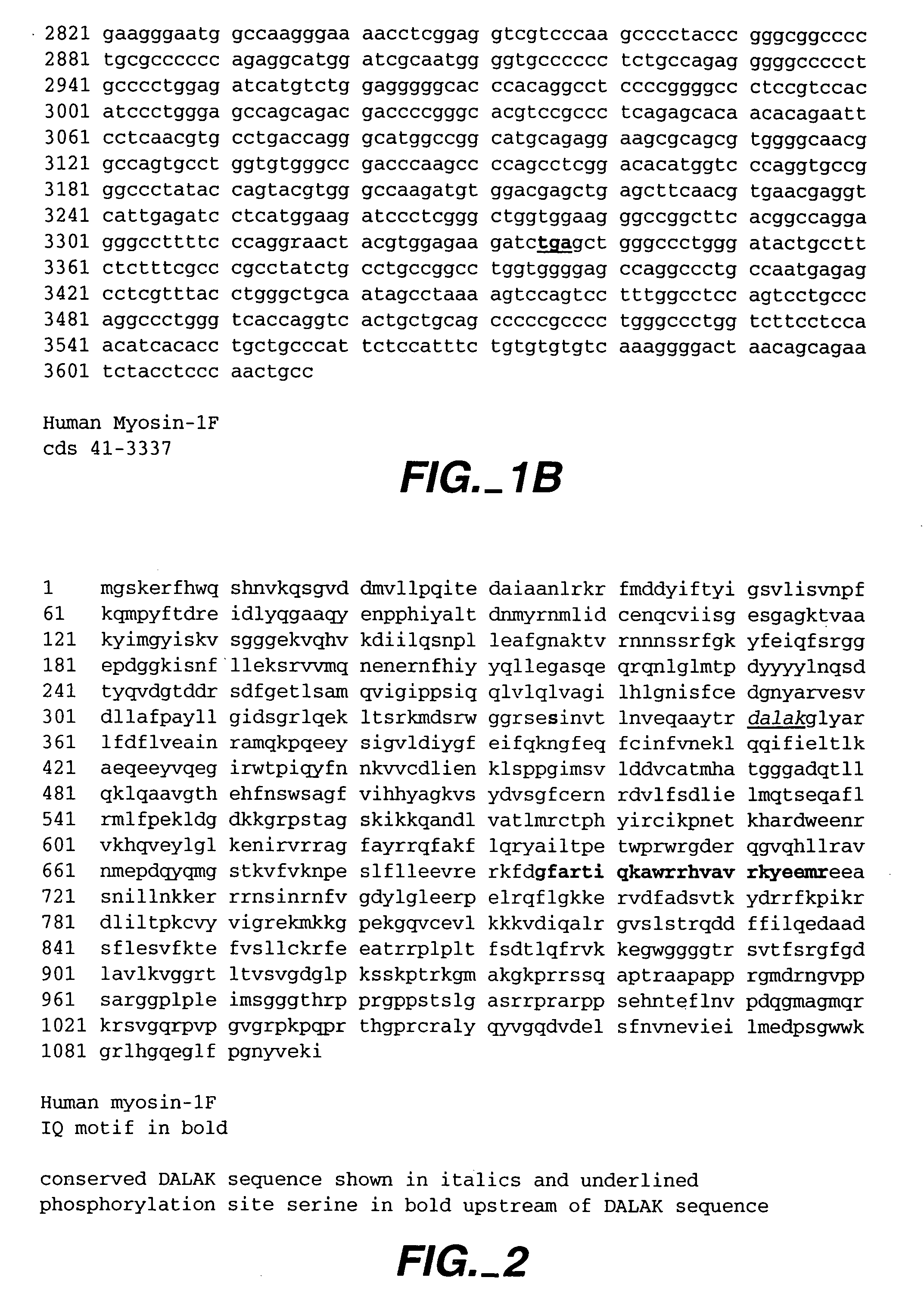 Modulators of B-lymphocyte activation, myosin-1F compositions and methods of use