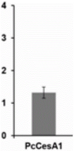 Cellulose synthase PCCESA1 protein from phytophthora capsici, and encoding gene and application thereof