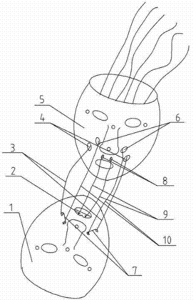 Simulation Robot Laughing Expression Muscle Action Mechanism