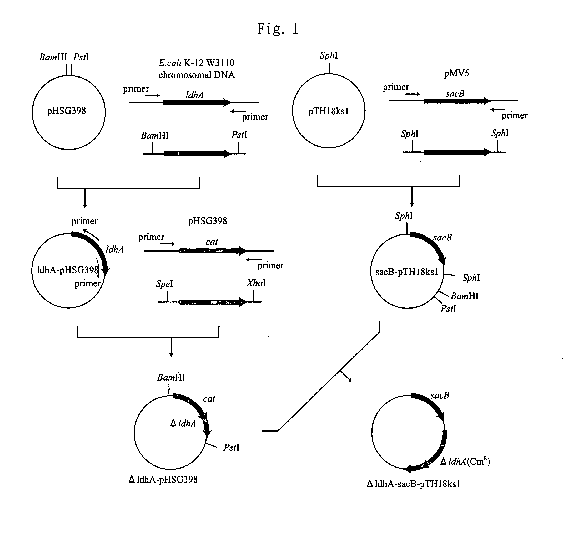 Microorganism having the improved gene for hydrogen-generating capability, and process for producing hydrogen using the same