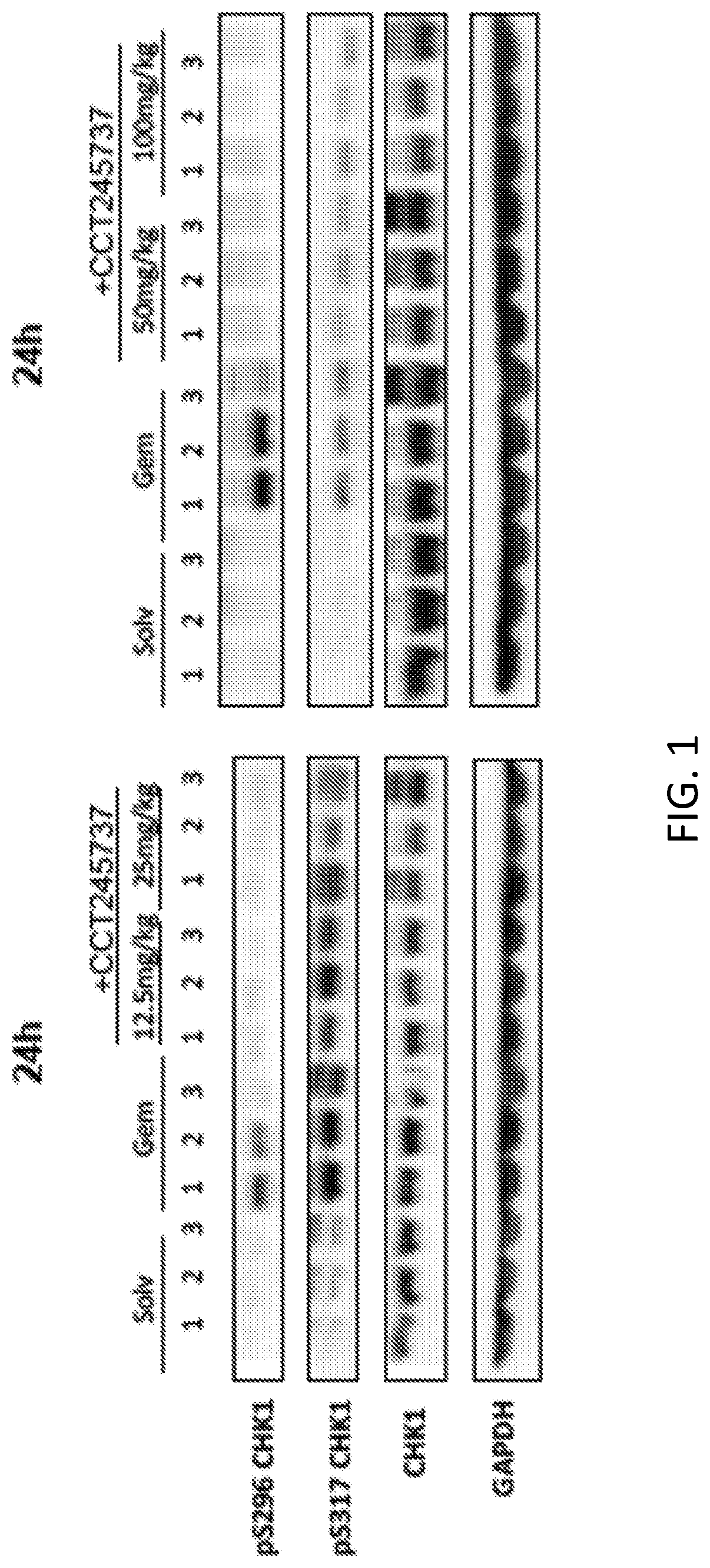 Methods of Treating Cancer Using CHK1 Inhibitors