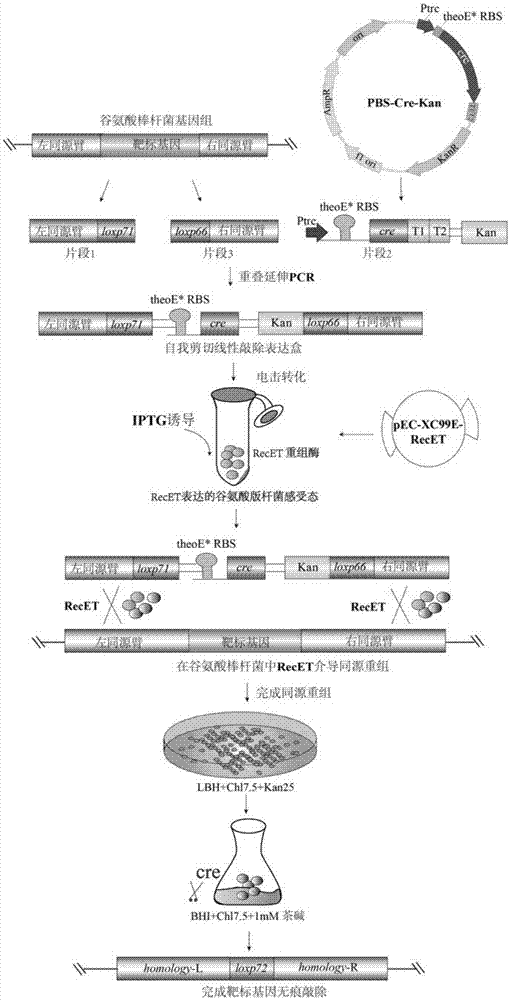 Continuous traceless gene knockout method for corynebacterium glutamicum