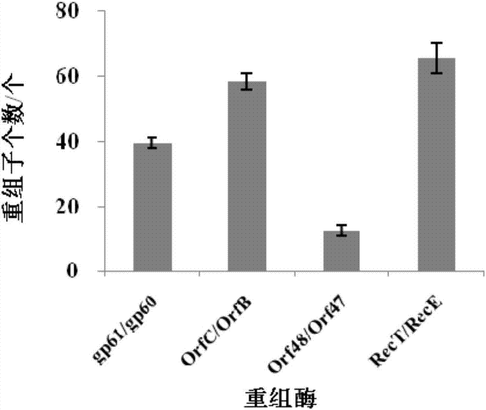 Continuous traceless gene knockout method for corynebacterium glutamicum