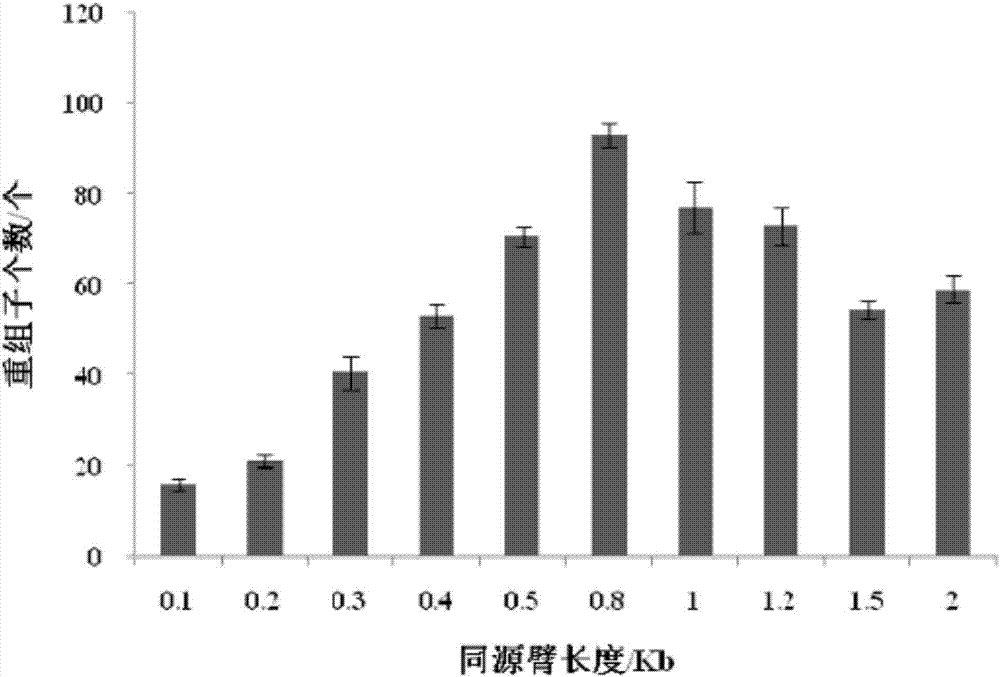 Continuous traceless gene knockout method for corynebacterium glutamicum