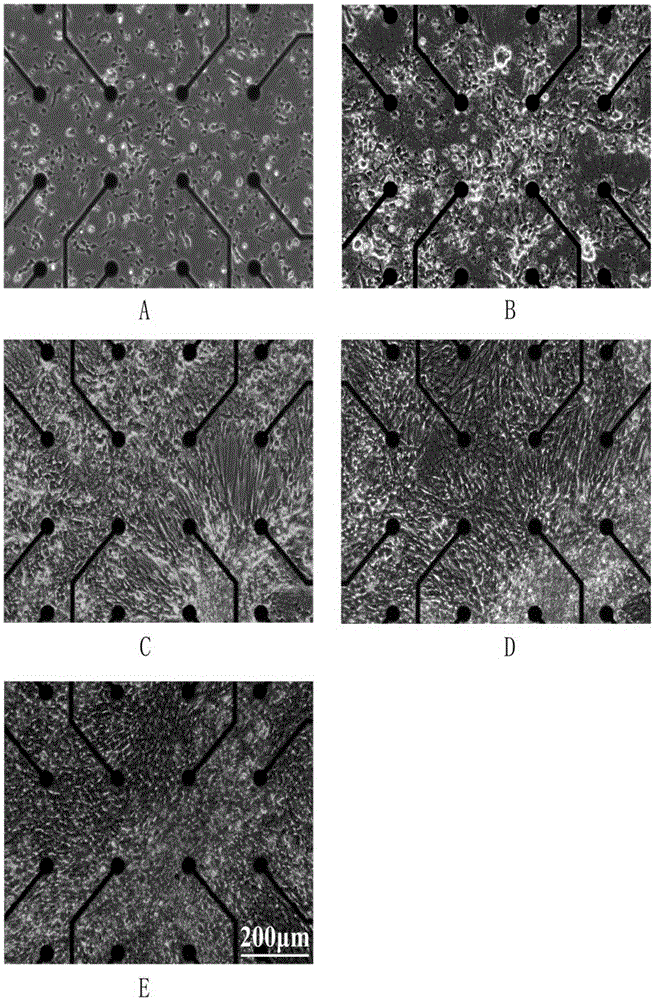 Culturing method of chick embryo forebrain neuron