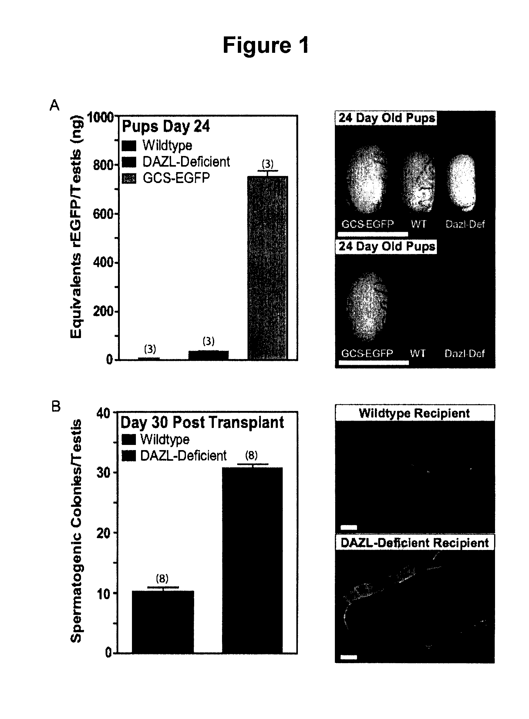 Production and use of rat spermatogonial stem cell lines