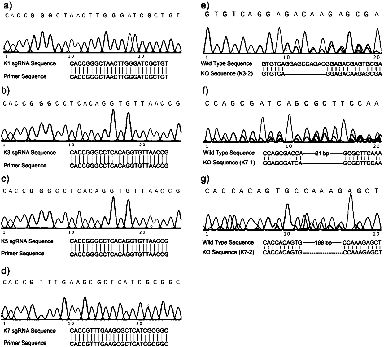 Method for knocking out KDM2A gene of HEK293T cells with CRISPR-CAS9 technology