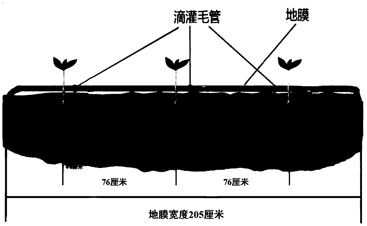 Method for preventing and removing broadleaf weeds in cotton field by applying pesticide through drip irrigation system