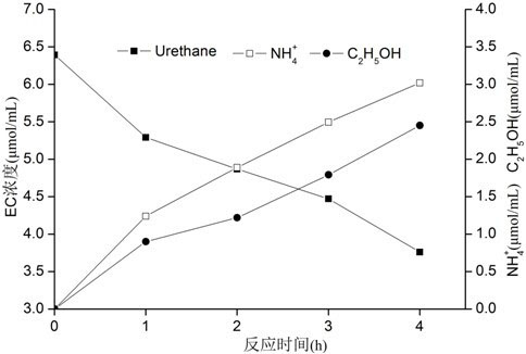 Rhodotorula mucilaginosa capable of degrading urethane and its application in liquor products and food