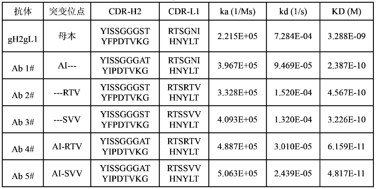 Anti-il-1β humanized monoclonal antibody and preparation method and application thereof