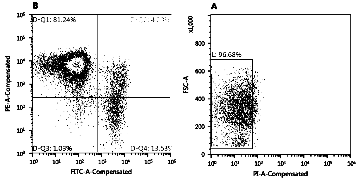 In-vitro amplification culture method of NK cells