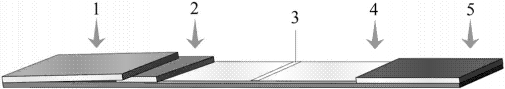 Sensitive probe as well as preparation method and method for detecting salmonella enteritidis by virtue of sensitive probe