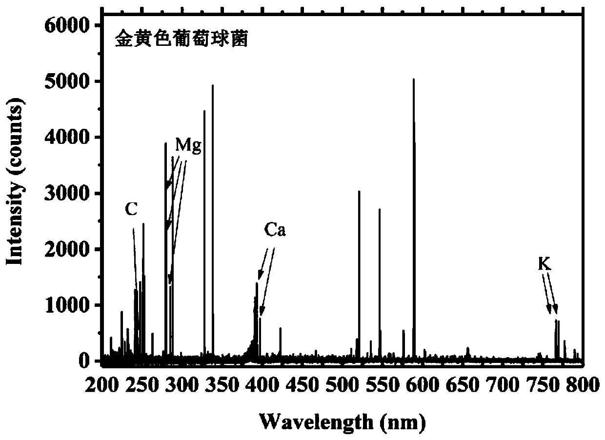 Rapid detection method for bacteria based on surface enhanced Raman scattering-laser-induced breakdown spectroscopy