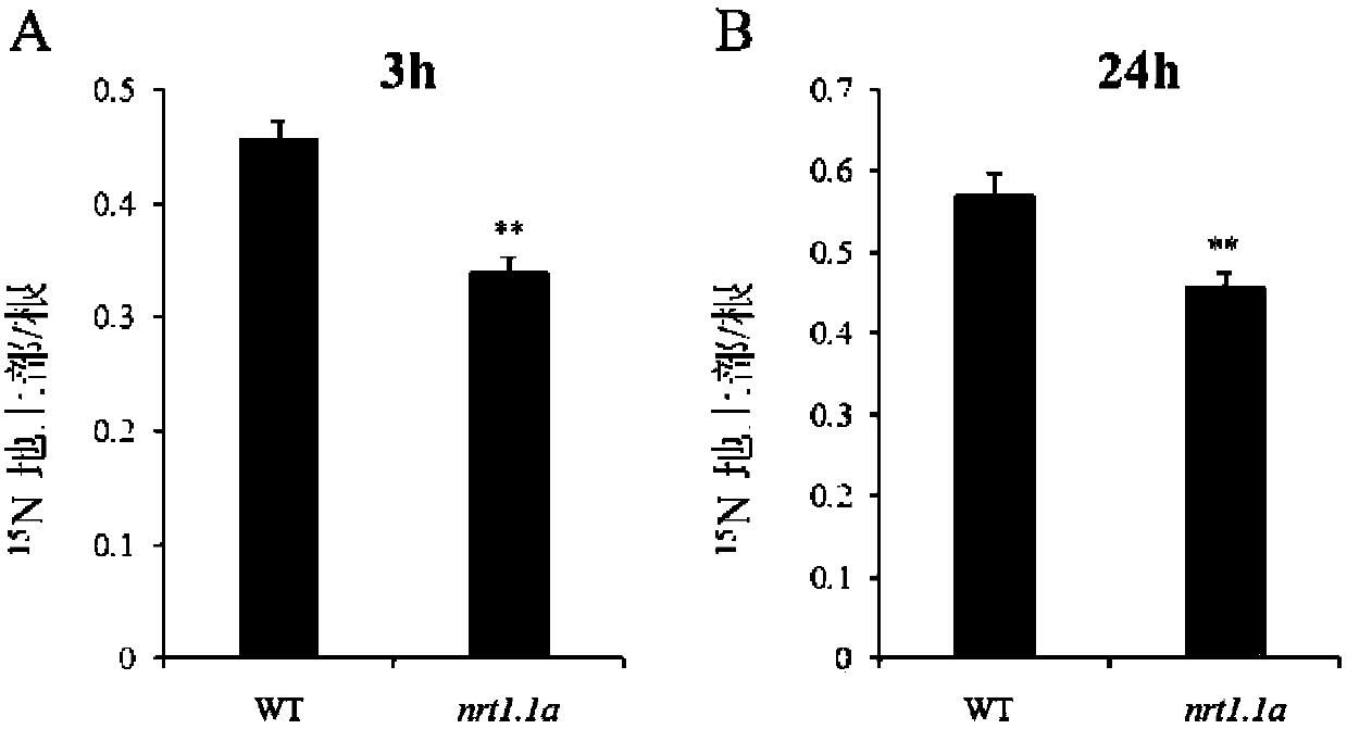 Paddy rice NRT 1.1A gene and application of encoded protein of paddy rice NRT 1.1A gene to improve plant yield in breeding