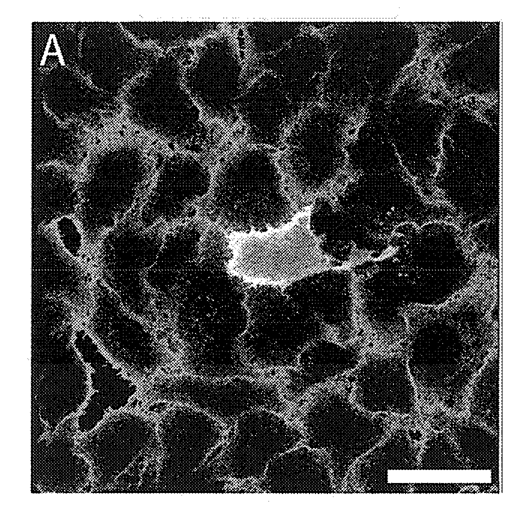 Quantitative analysis of contact-dependent cell-to-cell transfer and disease transmission