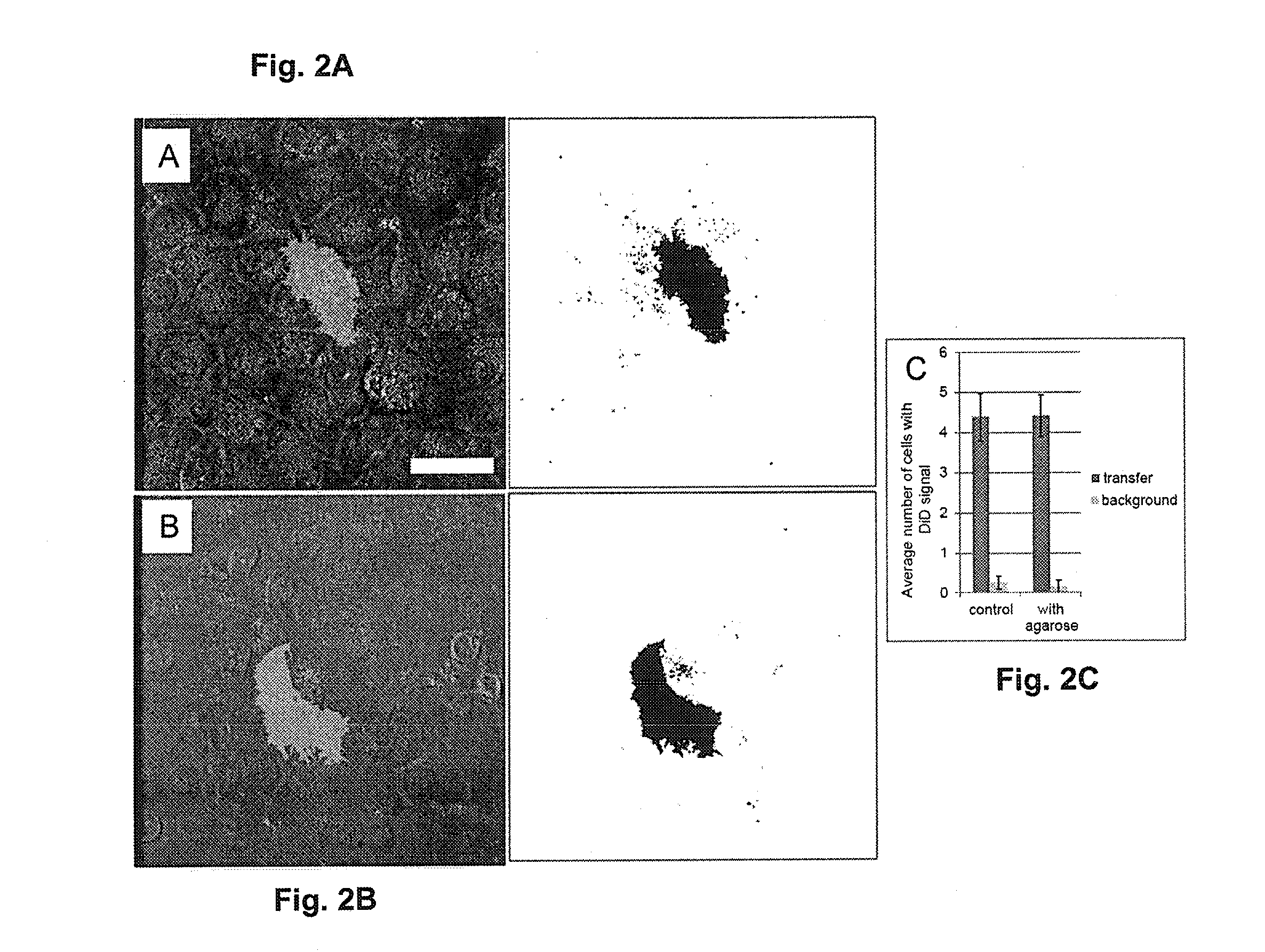 Quantitative analysis of contact-dependent cell-to-cell transfer and disease transmission