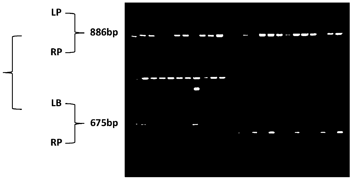 Application of lhap1 protein and its coding gene in regulating plant photosynthesis