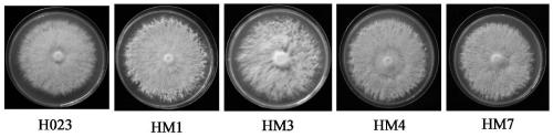 Method for biosynthesis of organic selenium by using Hypsizygus marmoreus