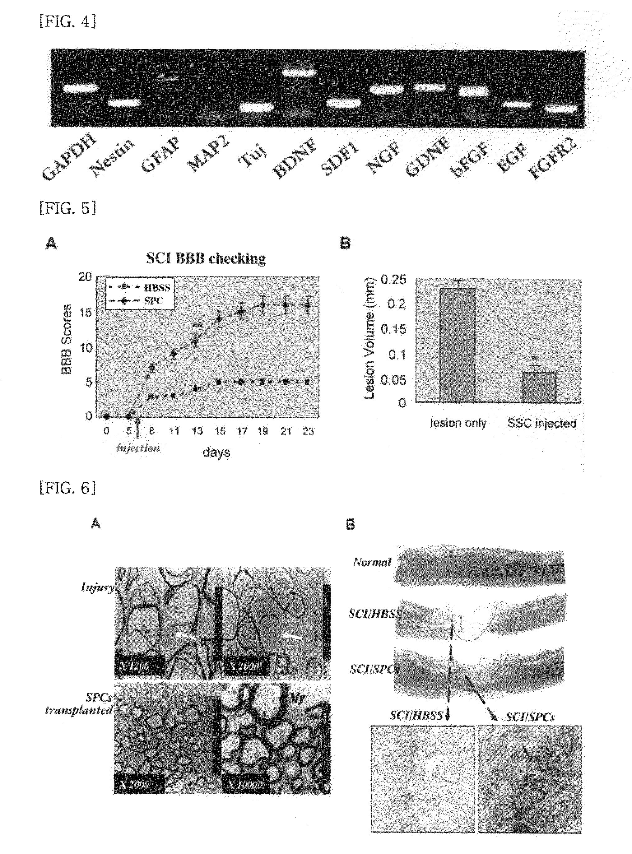 Therapeutic cell medicine comprising skin tissue derived stem cell