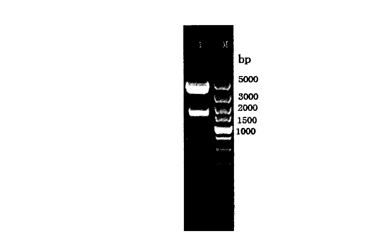 Method for preparing alanine aminotransferase and application