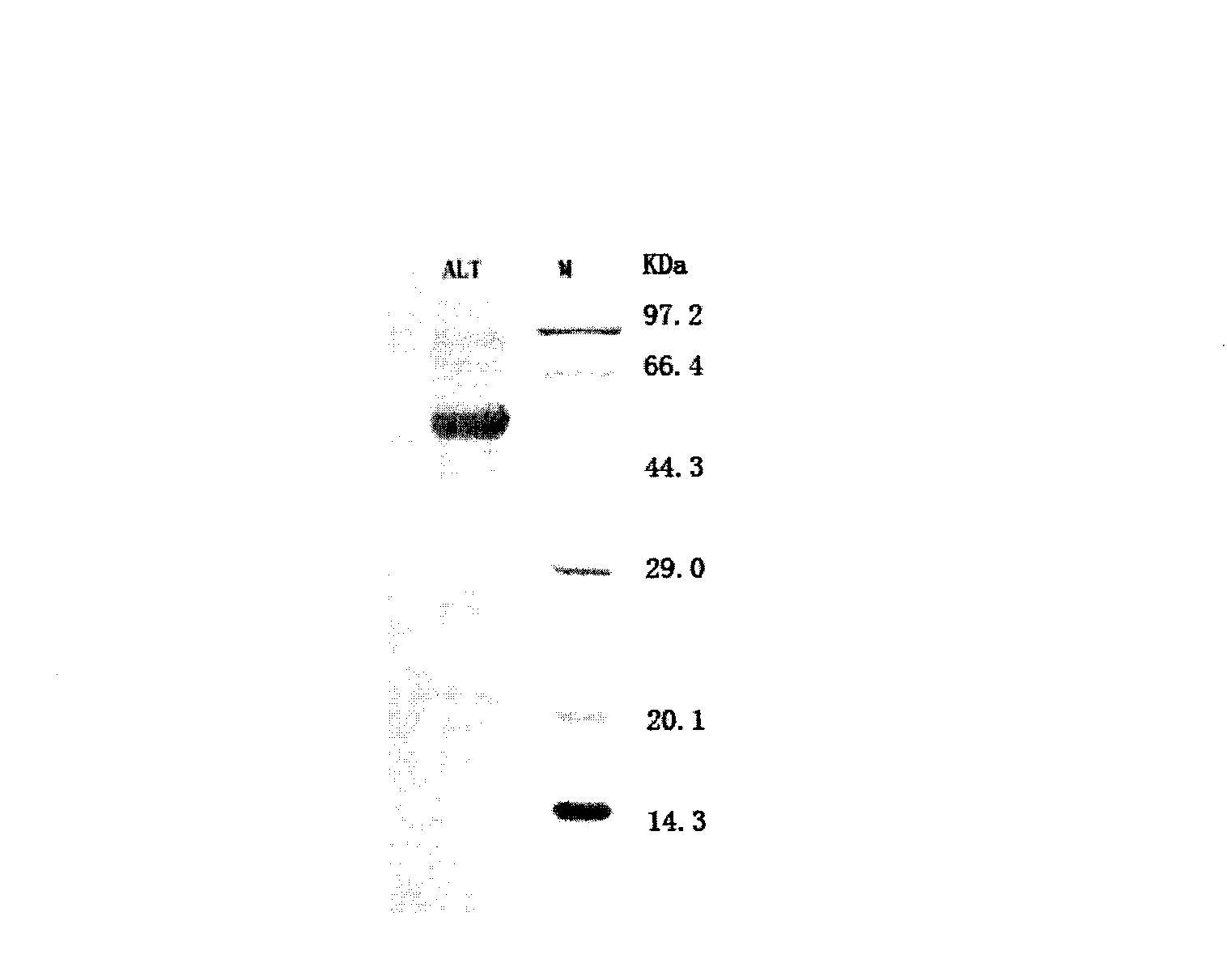 Method for preparing alanine aminotransferase and application