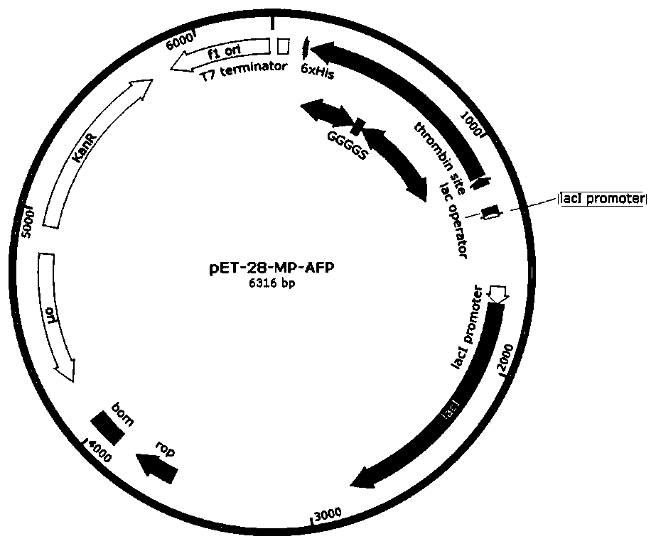 Diblock fusion protein with adhesion-antifreeze dual functions, and synthesis method and application thereof