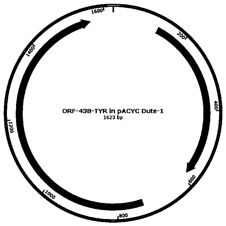 Diblock fusion protein with adhesion-antifreeze dual functions, and synthesis method and application thereof