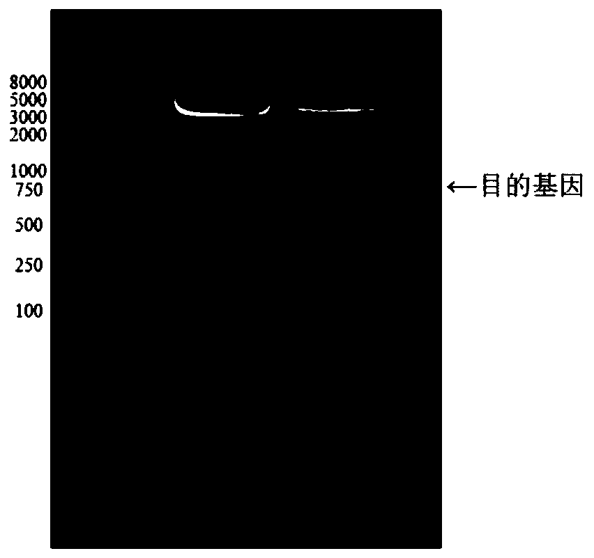 Diblock fusion protein with adhesion-antifreeze dual functions, and synthesis method and application thereof