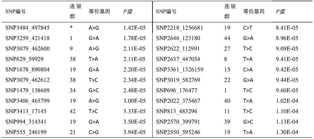 Prawn growth related SNP markers and application thereof in breeding