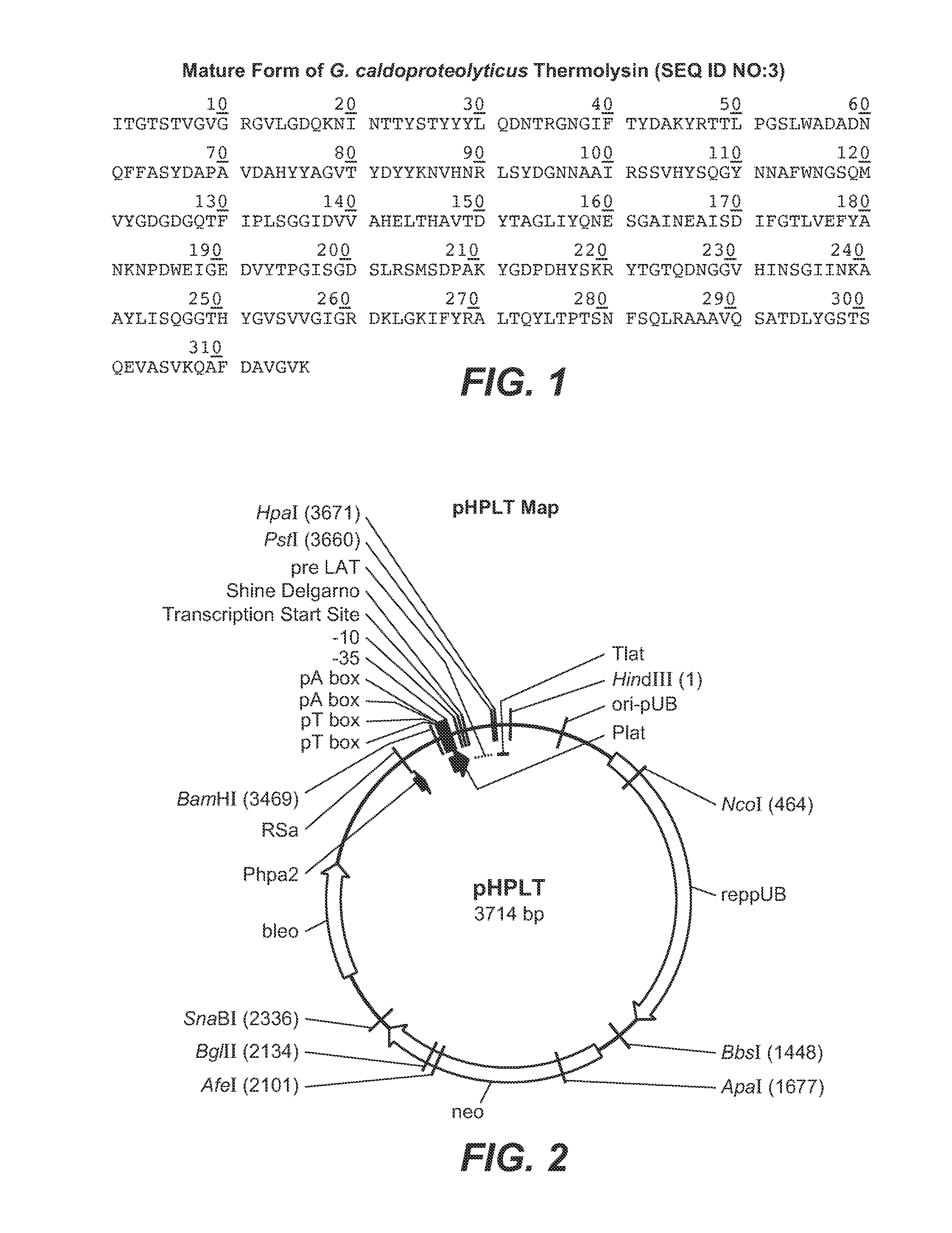 Thermolysin variants and detergent compositions therewith