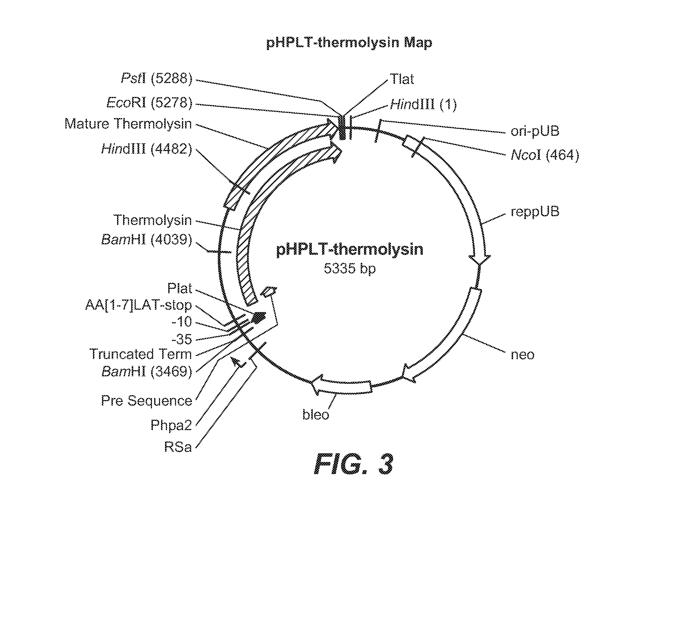 Thermolysin variants and detergent compositions therewith