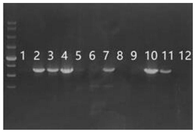 Method for amplifying mouse monoclonal antibody heavy light chain gene sequence, primers thereof and method for screening primers