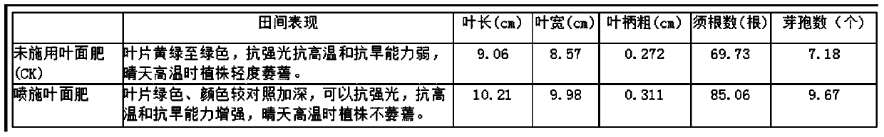 A kind of foliar fertilizer special for asarum and its application method