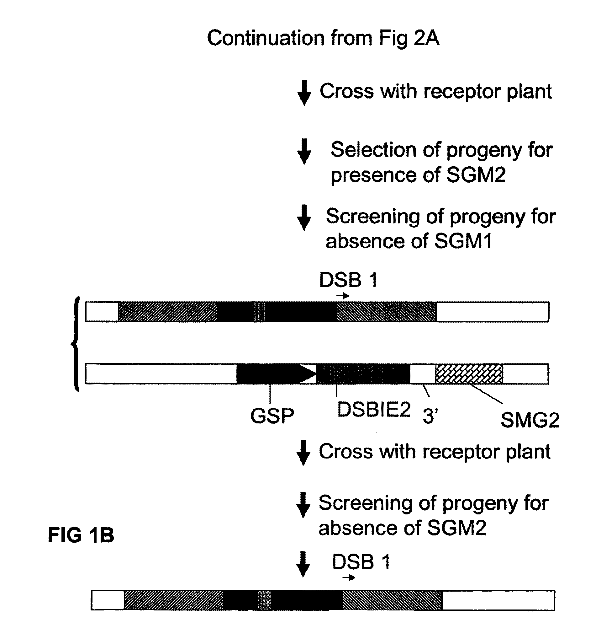 Methods and means for exact replacement of target DNA in eukaryotic organisms