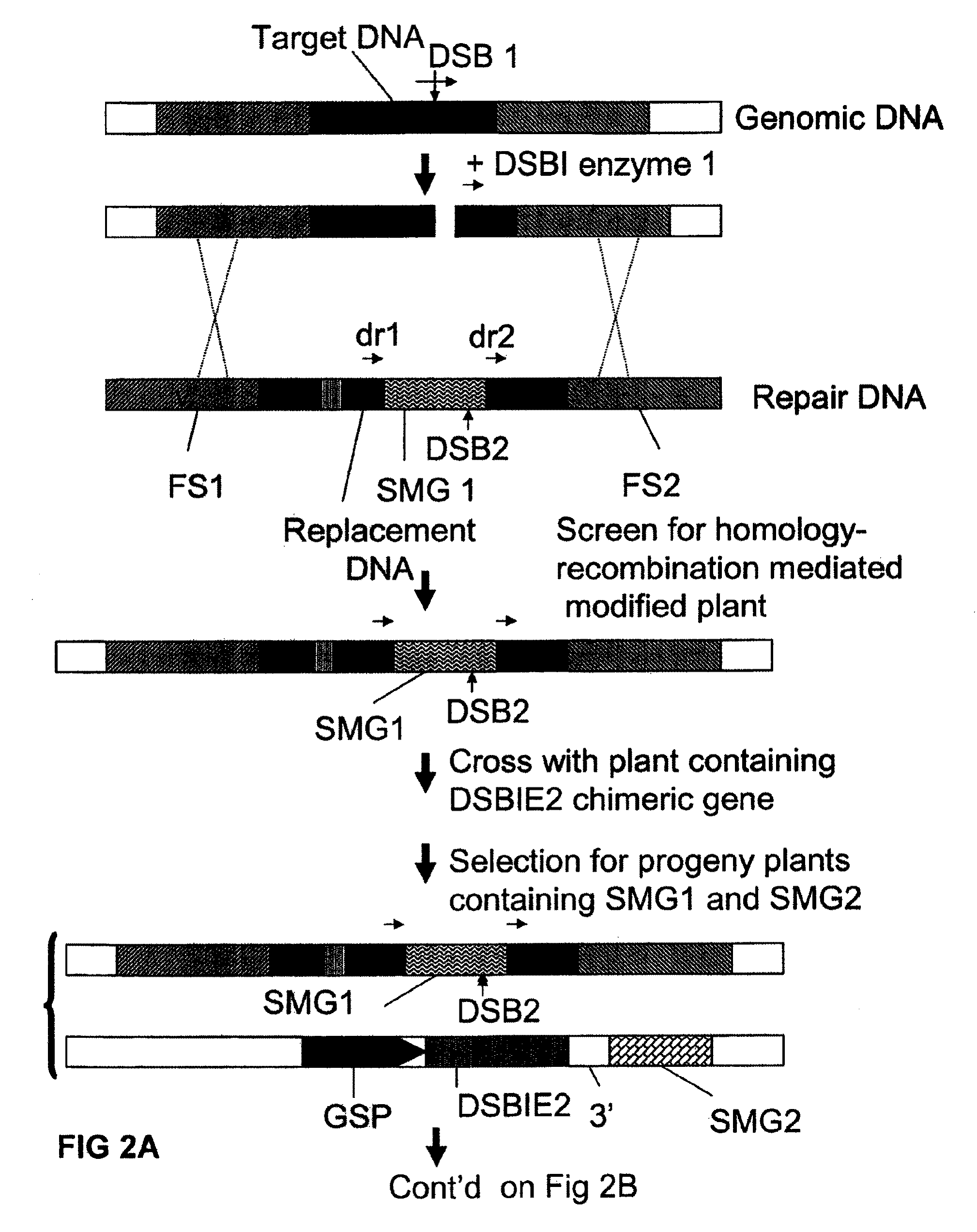 Methods and means for exact replacement of target DNA in eukaryotic organisms