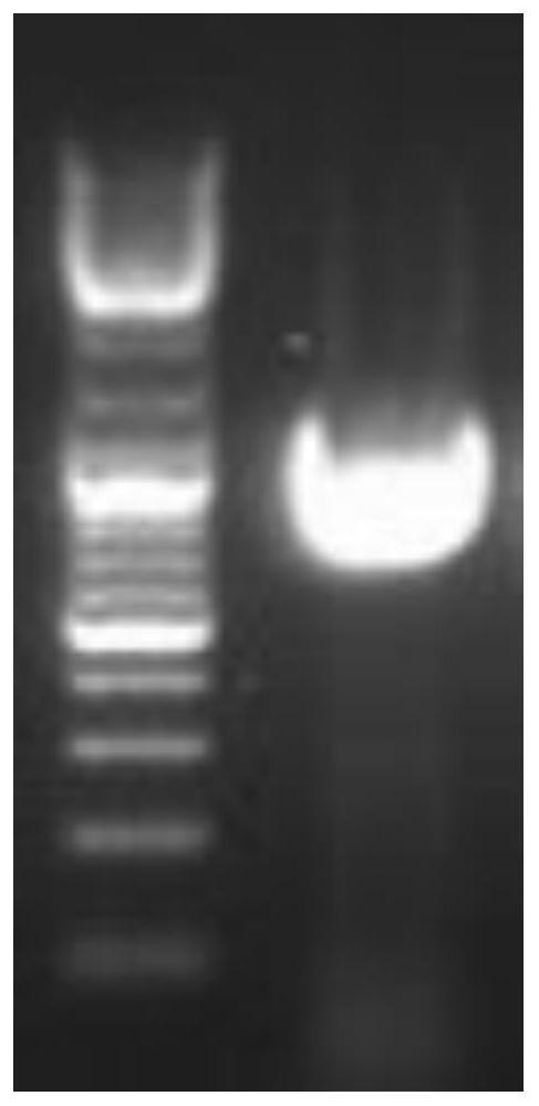 Flammulina velutipes x18 and its cultivation method