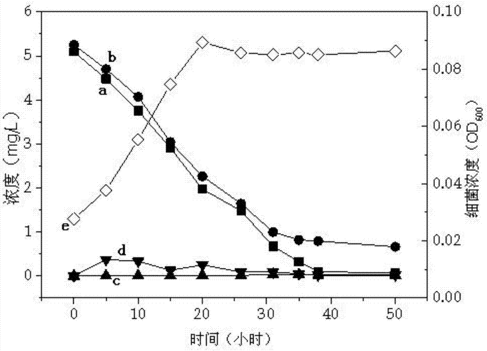 Oligotrophic low-temperature denitrifying bacterium and its application