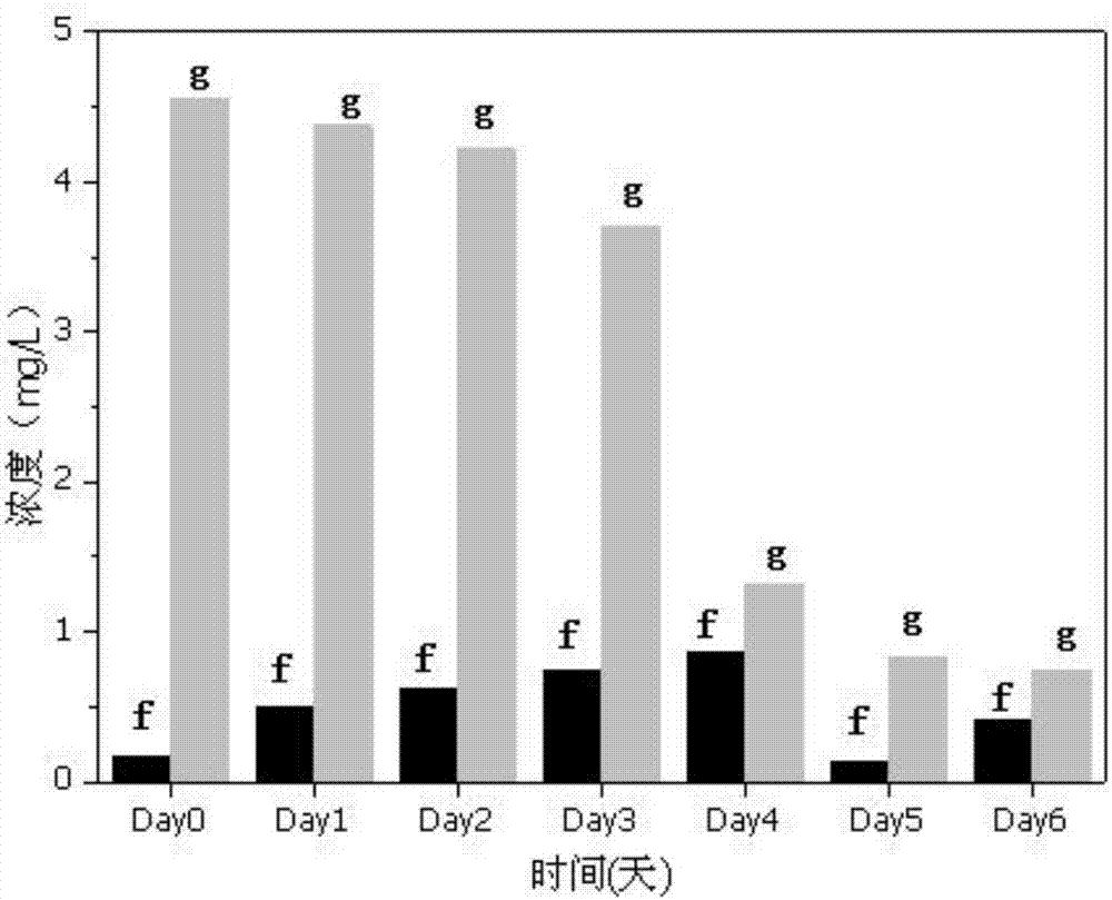 Oligotrophic low-temperature denitrifying bacterium and its application