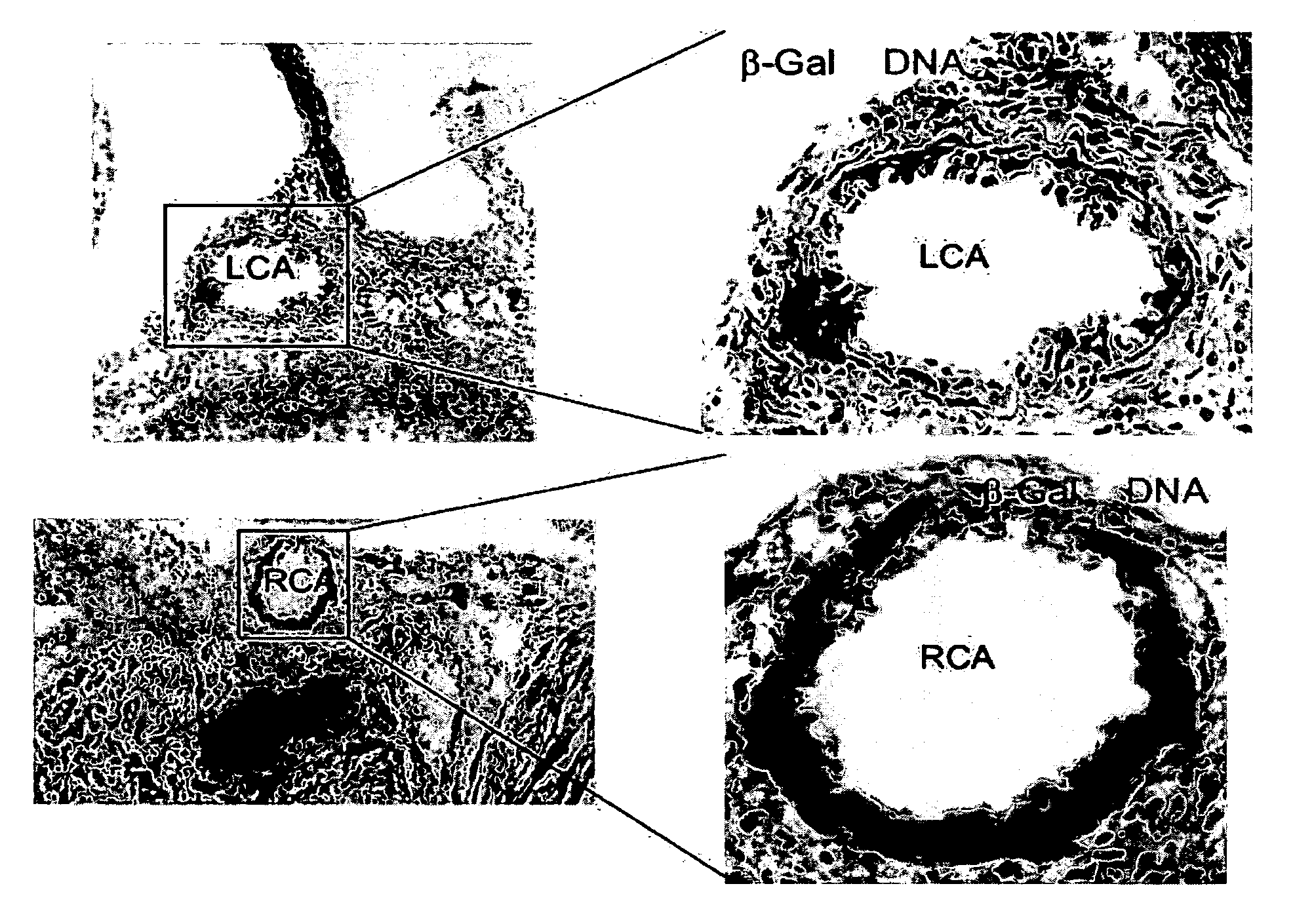 Methods of identifying small molecules for renewal, survival and migration of cardiac progenitors