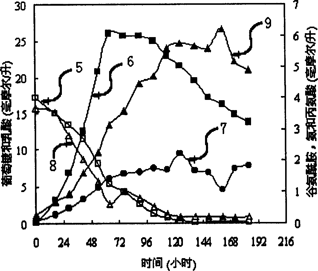 Animal cell feeding culture process