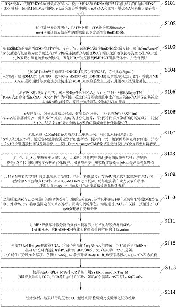 Molecular cloning and identifying method for silkworm gene